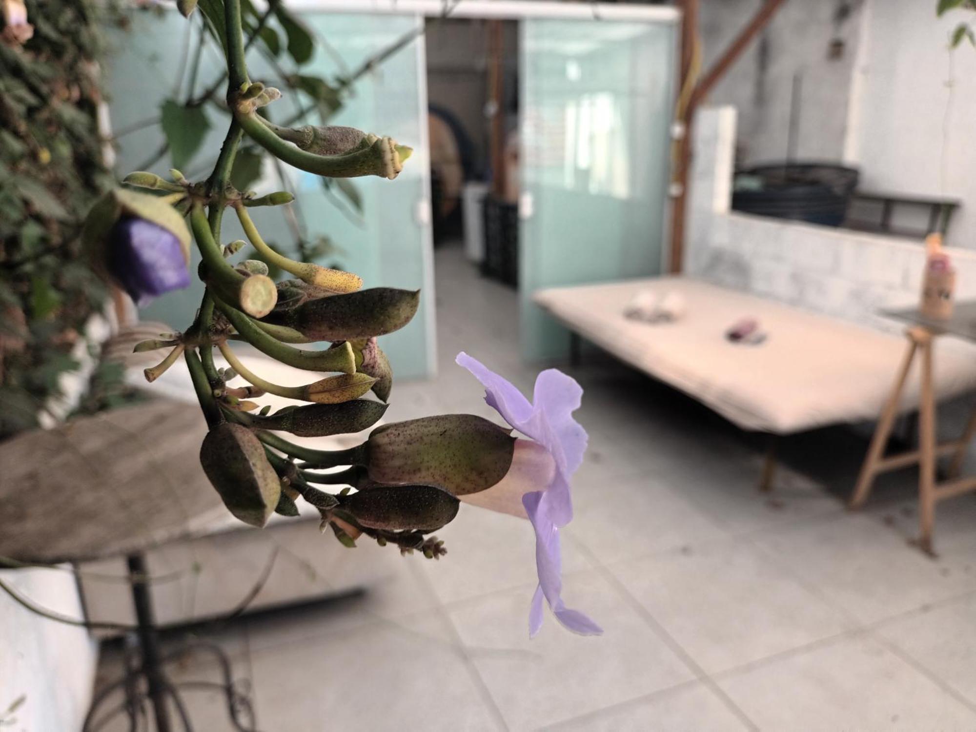 סאו פאולו Girassol Hostel Vila Madalena מראה חיצוני תמונה